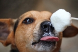 Can Dogs Have Sour Cream