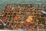 Warming Waters Bring the Invasive Sea Squirt to Maine Fisheries