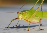 Scientists Recreated the Long-Lost Chirps of Jurassic Insects. Listen to the Simulated Soundscape of 165 Million Years Ago