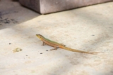 Lizard & Gecko Control Singapore