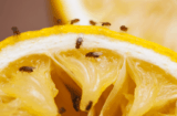 Fruit Fly Prevention Guide – Greencare Pest Control & Cleaning