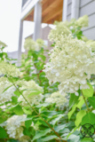 All About Autumn Hydrangeas – JENRON DESIGNS