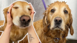 She’d Groomed Thousands Of Golden Retrievers. This One Made Her Invent A New Word.