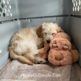 Best Dog Crate for a Goldendoodle 2025 (Plus Training Tips)