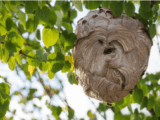 Wasp & Hornet Nest Removal Singapore