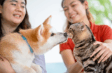 Flea Infestation in Singapore Homes