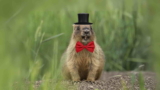 Funny Groundhog Day Memes About Winter, Burnout, And Vibes