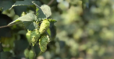 This One Might Be the Most Important New Hop Since Citra or Mosaic