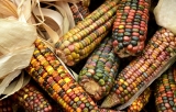 Can my dog eat… corn?
