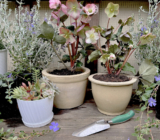 Bloom of the Month: Hellebores