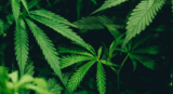 Cannabis Oil vs Hemp Oil – What’s The Difference?
