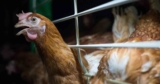 Federal lawsuit challenges Michigan cage-free egg law