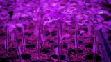 Rooted-in-tech’s Ricardo Hernandez – Urban Ag News