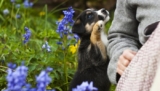 Why Do Dogs Lean on You?