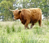 #Animal of the Month from Zoo and/or Farm ~ #SundayStills