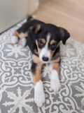 Meet Luka! Introducing a New Puppy to Our Moody Older Dog