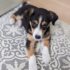 Simple Polenta Fries – Plant-Based on a Budget