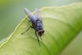 Pests That’ll Bug You During Alabama’s Rodent & Bug Season