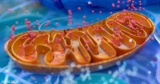 How Mitochondria Help Fight Infections and Calm Autoimmune Storms