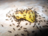 Ant Infestation in Singapore – Greencare Pest Control & Cleaning