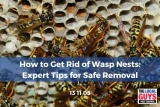 Expert Tips for Safe Removal in 2026