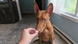 How to Give a Dog a Pill: What Actually Worked for Us (After She Outsmarted the First 5 Tricks)