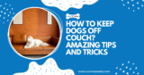 How to Keep Dogs Off Couch? 5 Amazing Tips and Tricks