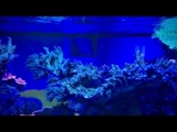 Here are my aquariums today; How to care for Sun Coral (Tubastraea sp.)