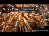 Best Way to Eliminate Red Flatworms?