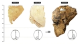 What the Inside of an 850,000-Year-Old Skull Can Tell You