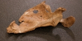 75,000-Year-Old Neanderthal Wound Points to a Wooden Spear