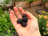 Some Fruit Won’t Wait | Full Focus