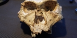 The Case for Folding Australopithecus and Paranthropus Into Homo