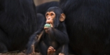 The Brain Ran on Fruit Long Before It Ran on Meat