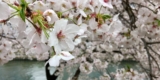 Sake Industry News. Issue #157