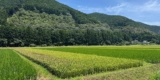 Sake Industry News. Issue #166