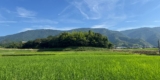 Sake Industry News. Issue #167.
