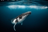Channeled Messages from Humpback Whale!