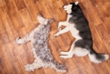 How to Groom a Double-Coated Dog at Home Step by Step