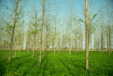 ‘Increasing recognition’ for natural capital investment