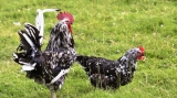 Spare Chickens From Kapparot This Yom Kippur
