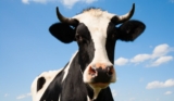 New York State Fair Should End Live Cow Births