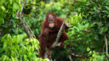 Fostering Community, Active Learning, and a Primate in Introductory Anthropology Class