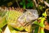 Strange Iguana Noises at Night? Here’s What They Mean