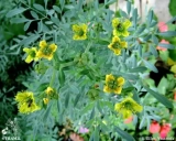 16 Medicinal Health Benefits Of Ruta chalepensis (Fringed Rue)