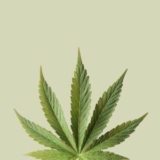 Deep In Canna Land – Gotham Gal