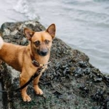 pet friendly drug treatment​ – The Teacup Dogs