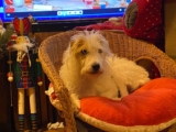 The Love Doctor – Be That Dog!