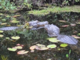 Caught up in a caiman face off – Deborah Ives, Solo In Style