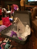 All in Advent Window 22! – Be That Dog!